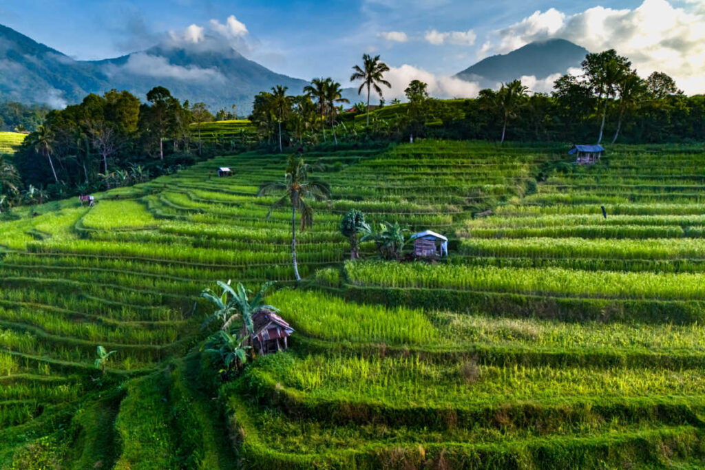 Jatiluwih Rice Terraces in Bali
