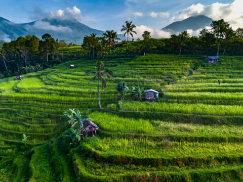 Jatiluwih Rice Terraces in Bali