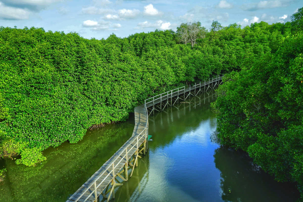 Mangrove Forest in Bali.jpg
