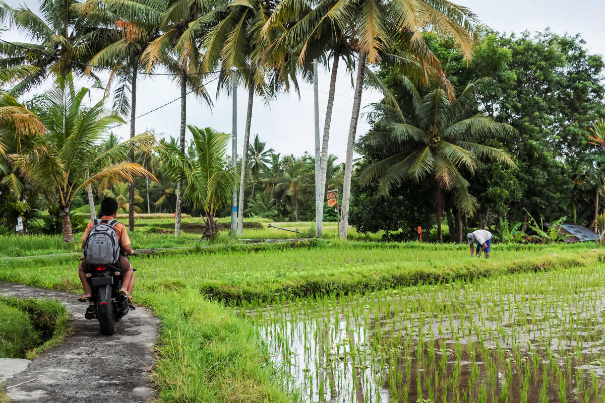 Local Villagers on Moped in Farm in Bali.jpg