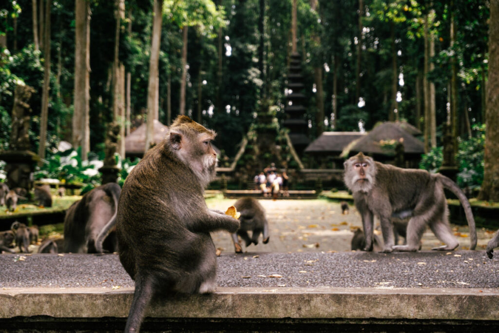 Secret Alas Kedaton Monkey Forest Is Bali&rsquo;s Crowd-Free Wildlife Adventure&nbsp;