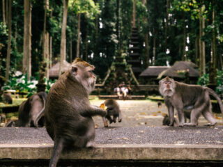 Secret Alas Kedaton Monkey Forest Is Bali’s Crowd-Free Wildlife Adventure