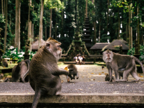 Secret Alas Kedaton Monkey Forest Is Bali’s Crowd-Free Wildlife Adventure